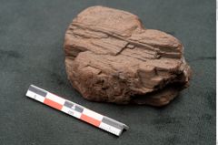 Foto (Seitenansicht) von Plantae indet.  (NHMW-GEO-2024-0188-10474)